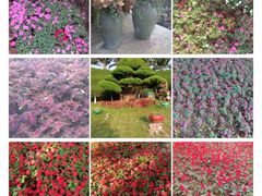 -东南花都花博园