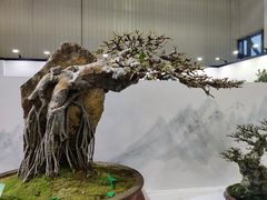 -东南花都花博园
