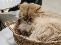 -安格丽娜·狗咖·猫咖羊驼咖(春熙路百盛商场店)