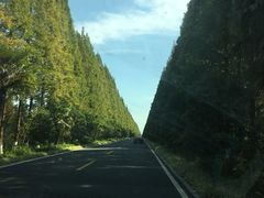 -黄海国家森林公园