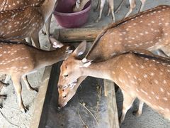 -鹿境梅花鹿生态园区