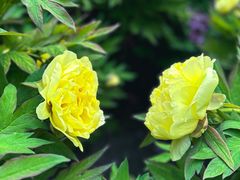 -莲花池公园
