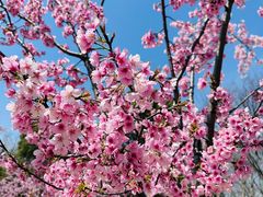 -顾村公园