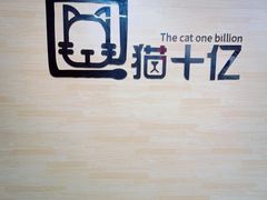 -猫十亿·布偶金渐层·曼基康矮脚猫舍(青年路店)