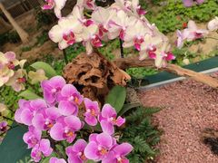 -石家庄市植物园