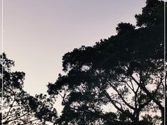 -大湾区中央湿地公园
