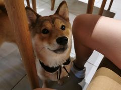 -柴务处·柴犬主题狗咖