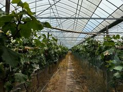 -马陆小张葡萄园农家乐