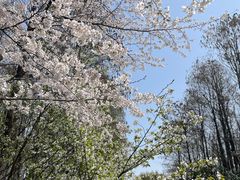 -上海共青森林公园