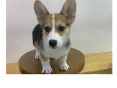 -Heymao猫咖.咖啡厅(东门店)