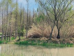 -溱湖国家湿地公园