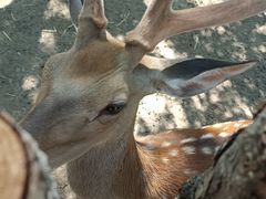 -鄂尔多斯野生动物园