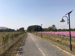 -田园东方蜜桃村的田野营地