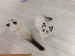 -喵的天空名猫咖啡馆·撸猫·猫舍·用品