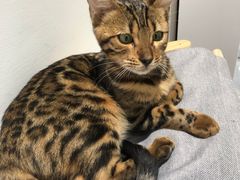 -COLOR PETS 撸猫馆·购猫·猫咖(长风大悦城店)