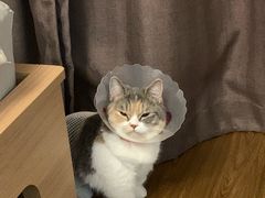 -宠爱国际动物医院·消化内科·心肾内科·ISFM猫友好(望京店)