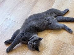 -猫咪派对(江南西店)