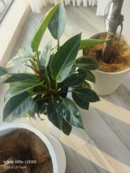 -HEYAN荷妍专业脱毛连锁机构