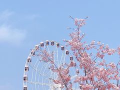 -顾村公园