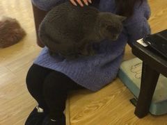 -萌喵宠狗爱心宠咖