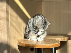 -MOCHA明星猫咖(田子坊店)