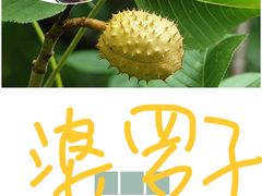 -吉丁鸟咖·异宠·寄养
