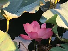 -新江湾城公园
