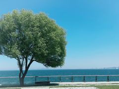 -烟台金沙滩海滨公园