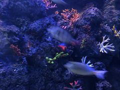 -芜湖新华联大白鲸海洋公园