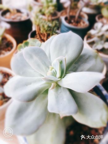 四季轮回中，铁打的花架，流水的肉