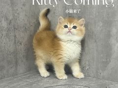 -小猫来了·猫舍(红山六九七九店)