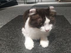 -米宠家·撸猫猫咖·专业洗猫·猫咪寄养(高新大都荟店)