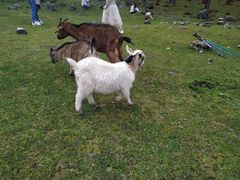 -硗碛藏寨·神木垒景区