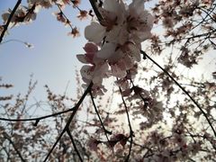 -桃花堤公园