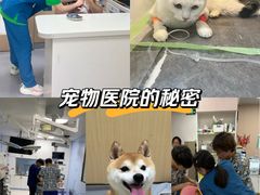 -康成宠物医院24H·CT·核磁共振