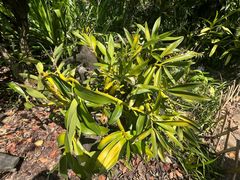 -中国科学院西双版纳热带植物园