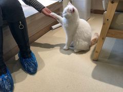 -藏猫猫咖啡主题馆(中央大道店)