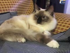 -翊宠yipet猫狗购宠庄园犬舍•猫舍