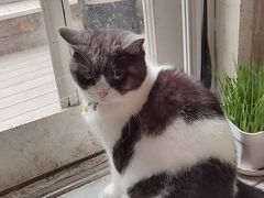 -海边的猫和咖啡馆
