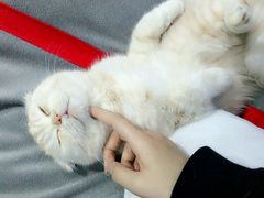 -喵的天空名猫咖啡馆·撸猫·猫舍·用品
