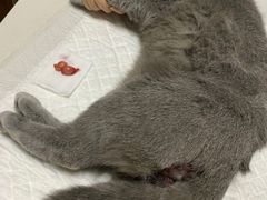 -美联众合宠物医院·爱萌分院·内外科·猫科中心