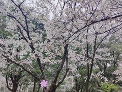 -武汉大学-樱园