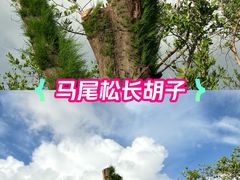 -万绿园