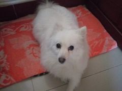 -猫尾侦探俱乐部·剧本杀·狼人杀