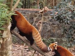 -都江堰中华大熊猫苑