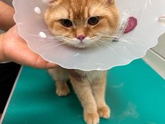 -北京观赏动物医院·24小时大型综合·猫专科·异宠专科