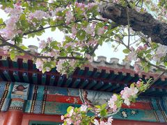 -海棠花溪(元大都城垣遗址公园)