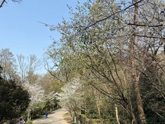-紫金山山顶公园