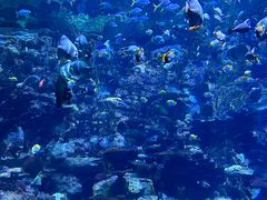 -香港海洋公园