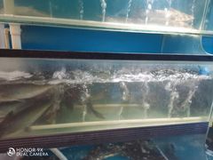 -老板恋上鱼(振华商厦店)